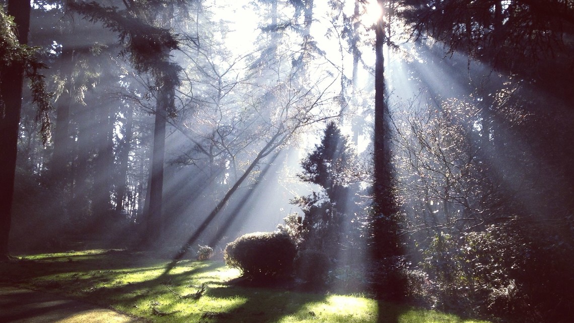 Sunlight Thru Trees