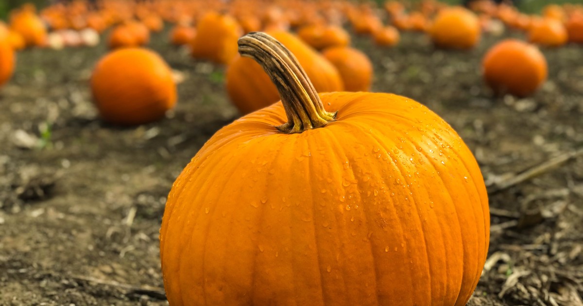 Fall, Fair, Pumpkins and Pregnancy Mary's House Pregnancy Care Center