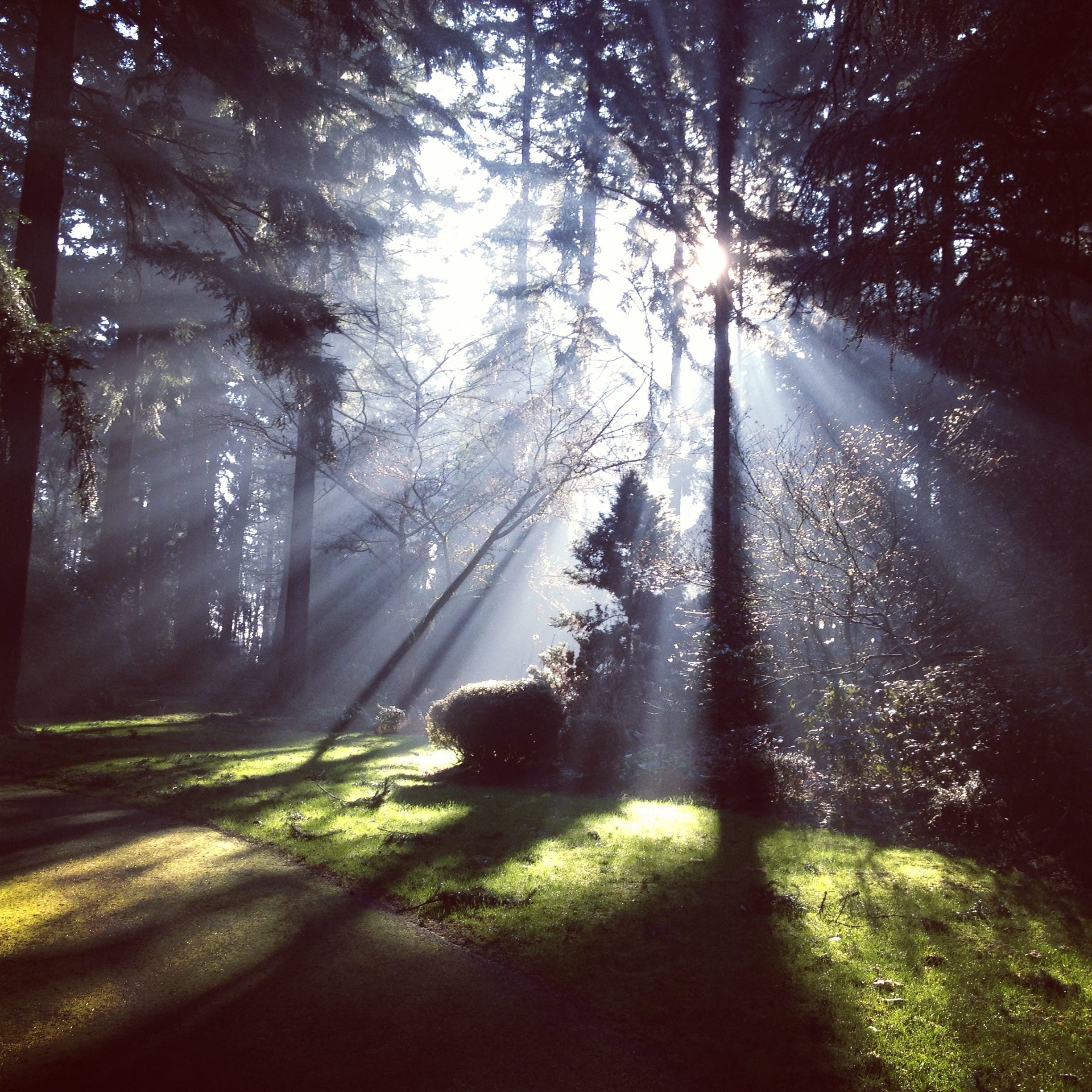 Sunlight Thru Trees